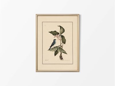 Blue Linnet Vintage Art Print