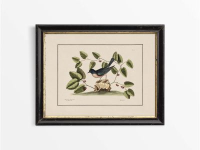 Bluebird Vintage Art Print