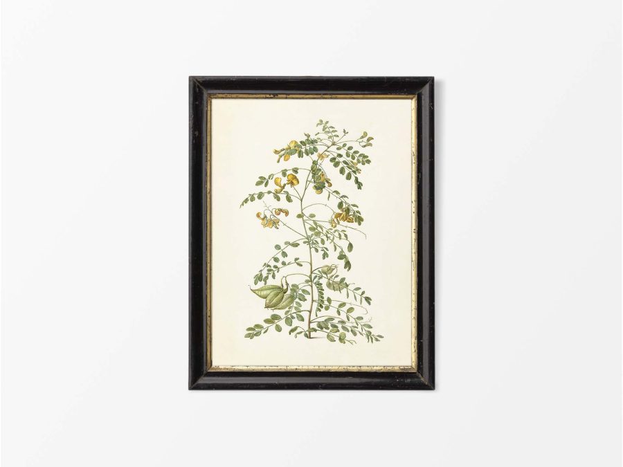 Botanical Drawing Vintage Art Print