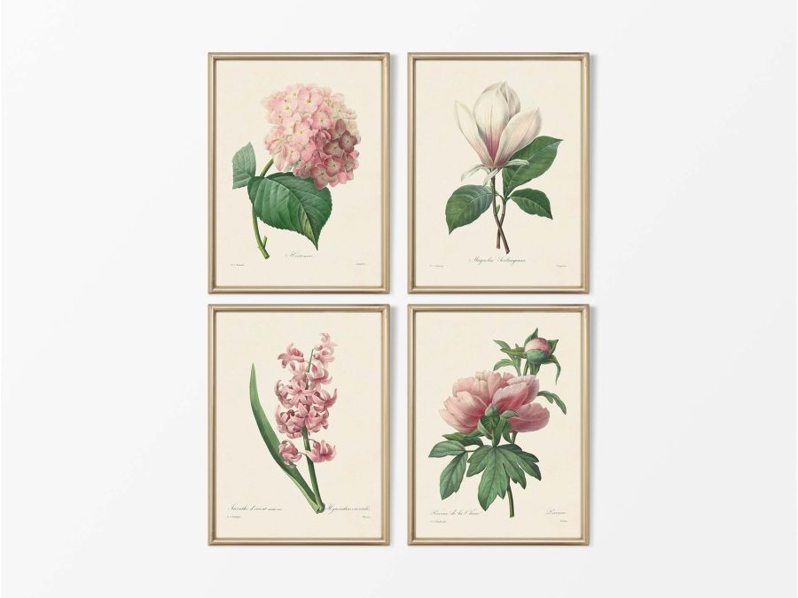 Botanical Drawings II (Set of Four) Vintage Art Prints