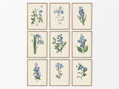 Botanical Drawings II (Set of Nine) Vintage Art Prints