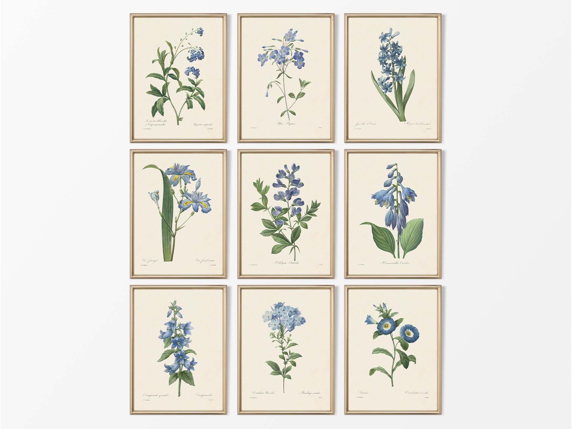 Botanical Drawings II (Set of Nine) Vintage Art Prints