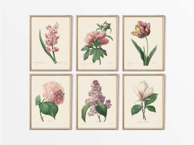 Botanical Drawings II (Set of Six) Vintage Art Prints