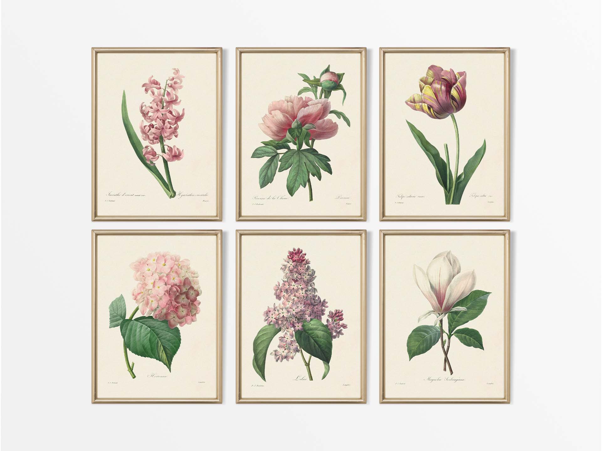 Botanical Drawings II (Set of Six) Vintage Art Prints