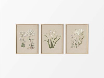 Botanical Drawings II (Set of Three) Vintage Art Prints