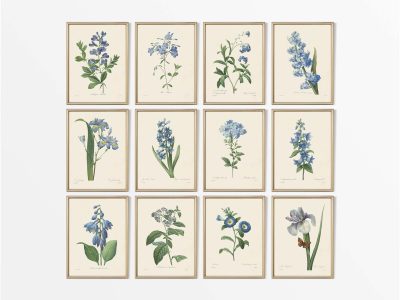 Botanical Drawings II (Set of Twelve) Vintage Art Prints