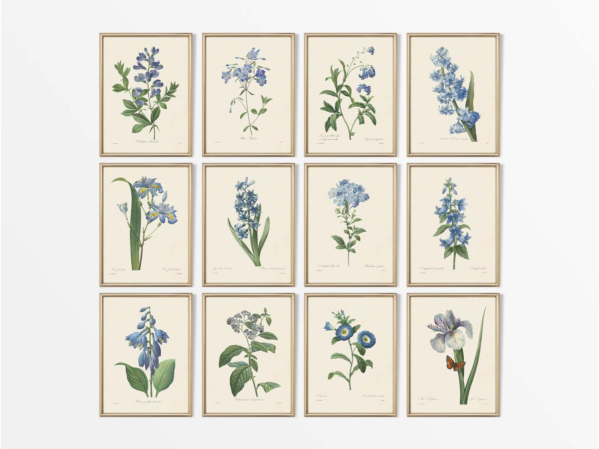 Botanical Drawings II (Set of Twelve) Vintage Art Prints
