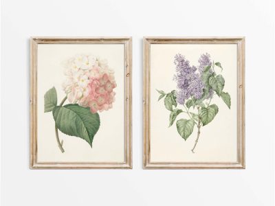 Botanical Drawings II (Set of Two) Vintage Art Prints