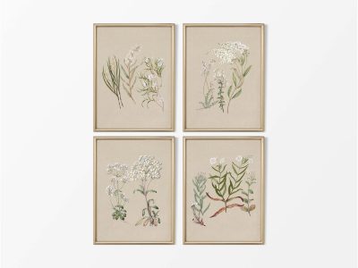 Botanical Drawings III (Set of Four) Vintage Art Prints