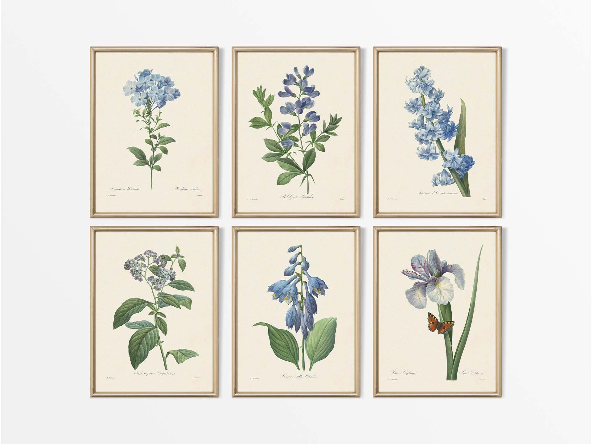 Botanical Drawings III (Set of Six) Vintage Art Prints