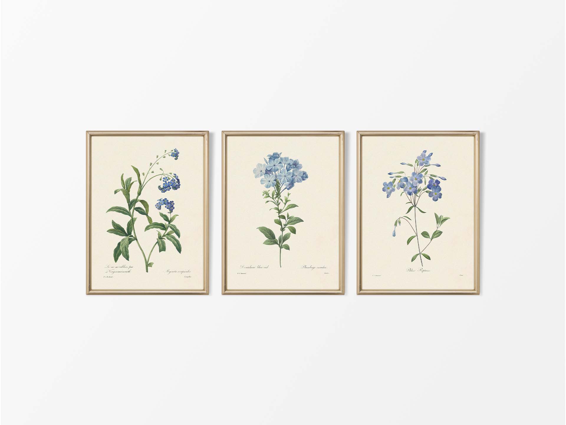 Botanical Drawings III (Set of Three) Vintage Art Prints
