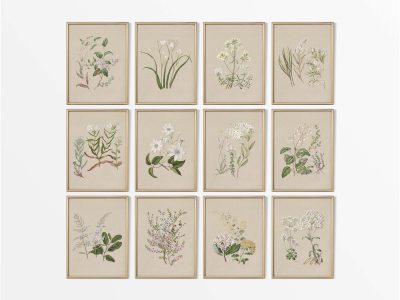Botanical Drawings III (Set of Twelve) Vintage Art Prints