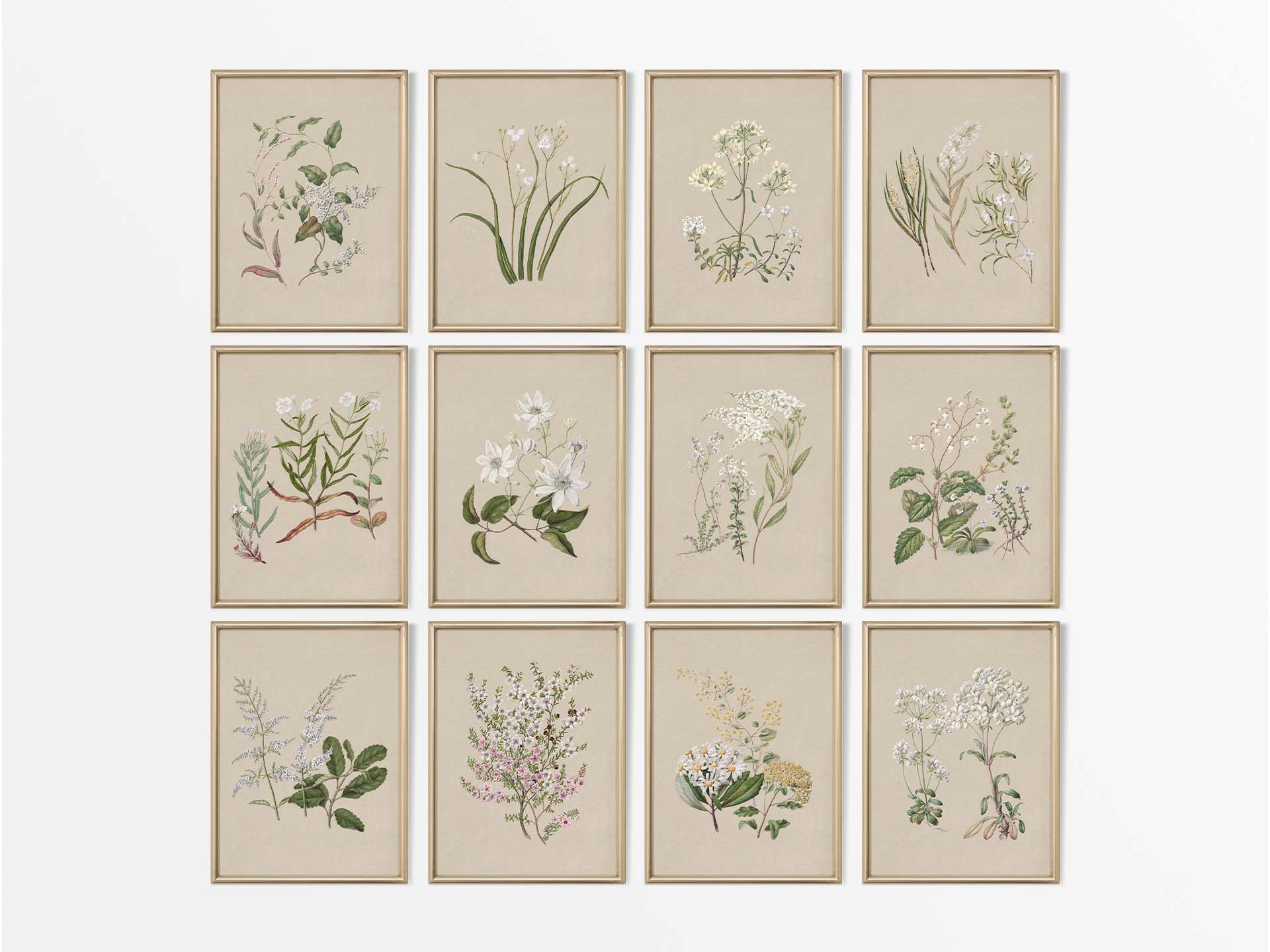 Botanical Drawings III (Set of Twelve) Vintage Art Prints