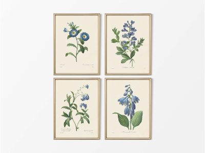 Botanical Drawings IV (Set of Four) Vintage Art Prints