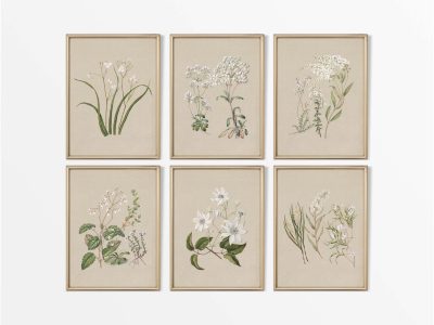 Botanical Drawings IV (Set of Six) Vintage Art Prints