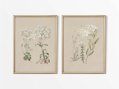 Botanical Drawings IV (Set of Two) Vintage Art Prints