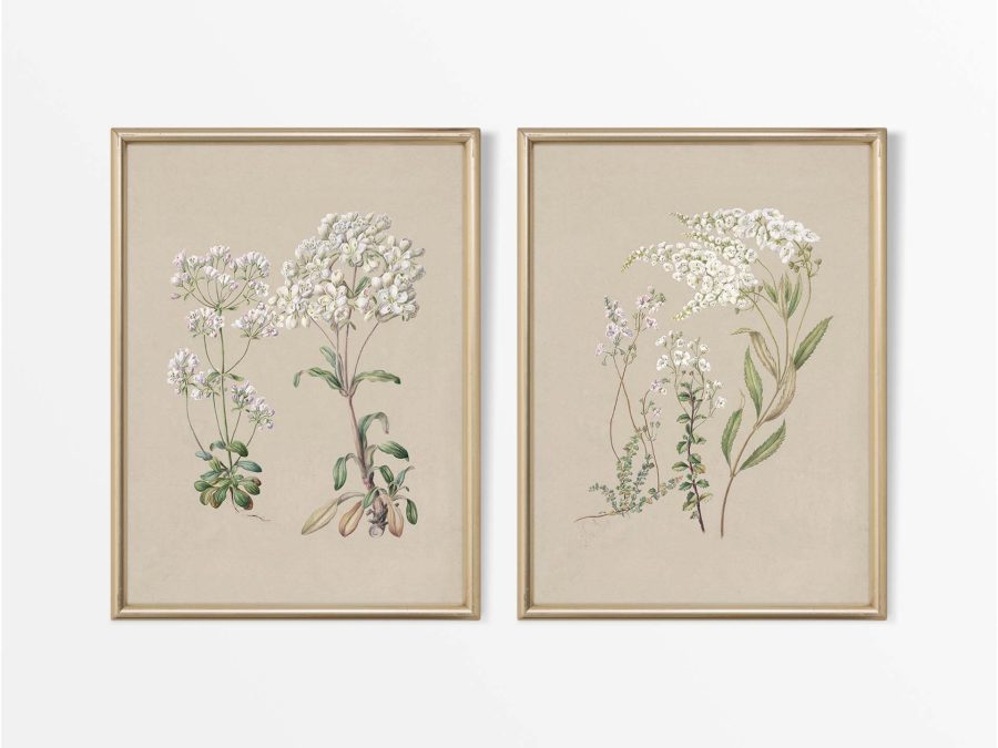Botanical Drawings IV (Set of Two) Vintage Art Prints
