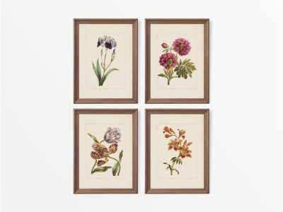 Botanical Drawings (Set of Four) Vintage Art Prints