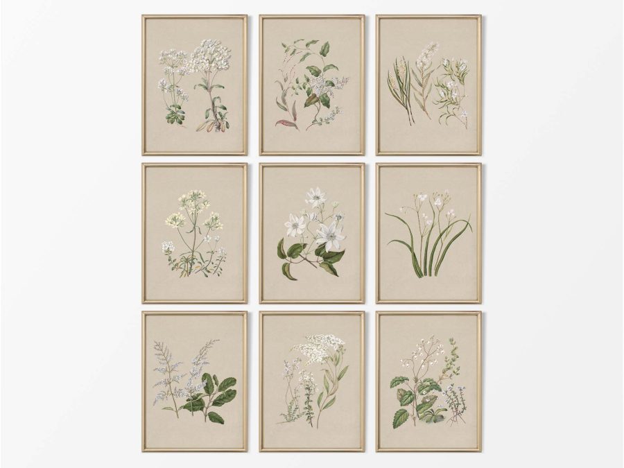 Botanical Drawings (Set of Nine) Vintage Art Prints