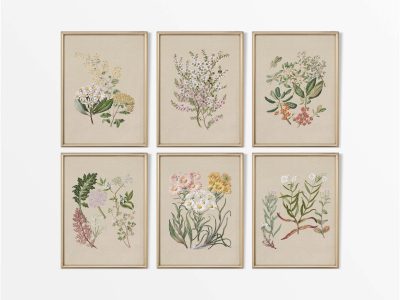 Botanical Drawings (Set of Six) Vintage Art Prints