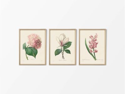 Botanical Drawings (Set of Three) Vintage Art Prints