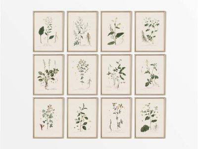 Botanical Drawings (Set of Twelve) Vintage Art Prints