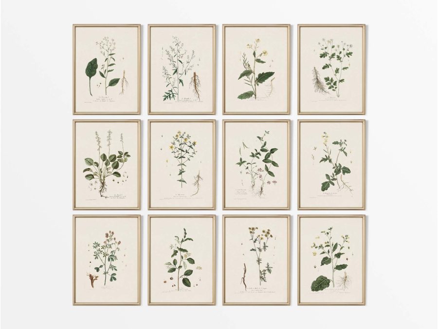 Botanical Drawings (Set of Twelve) Vintage Art Prints