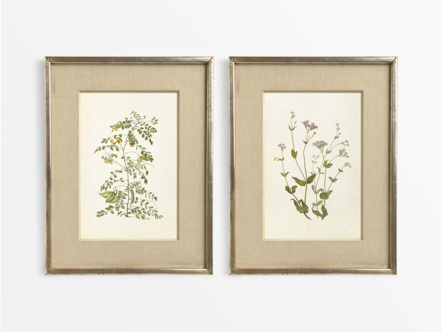Botanical Drawings (Set of Two) Vintage Art Prints