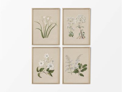 Botanical Drawings V (Set of Four) Vintage Art Prints