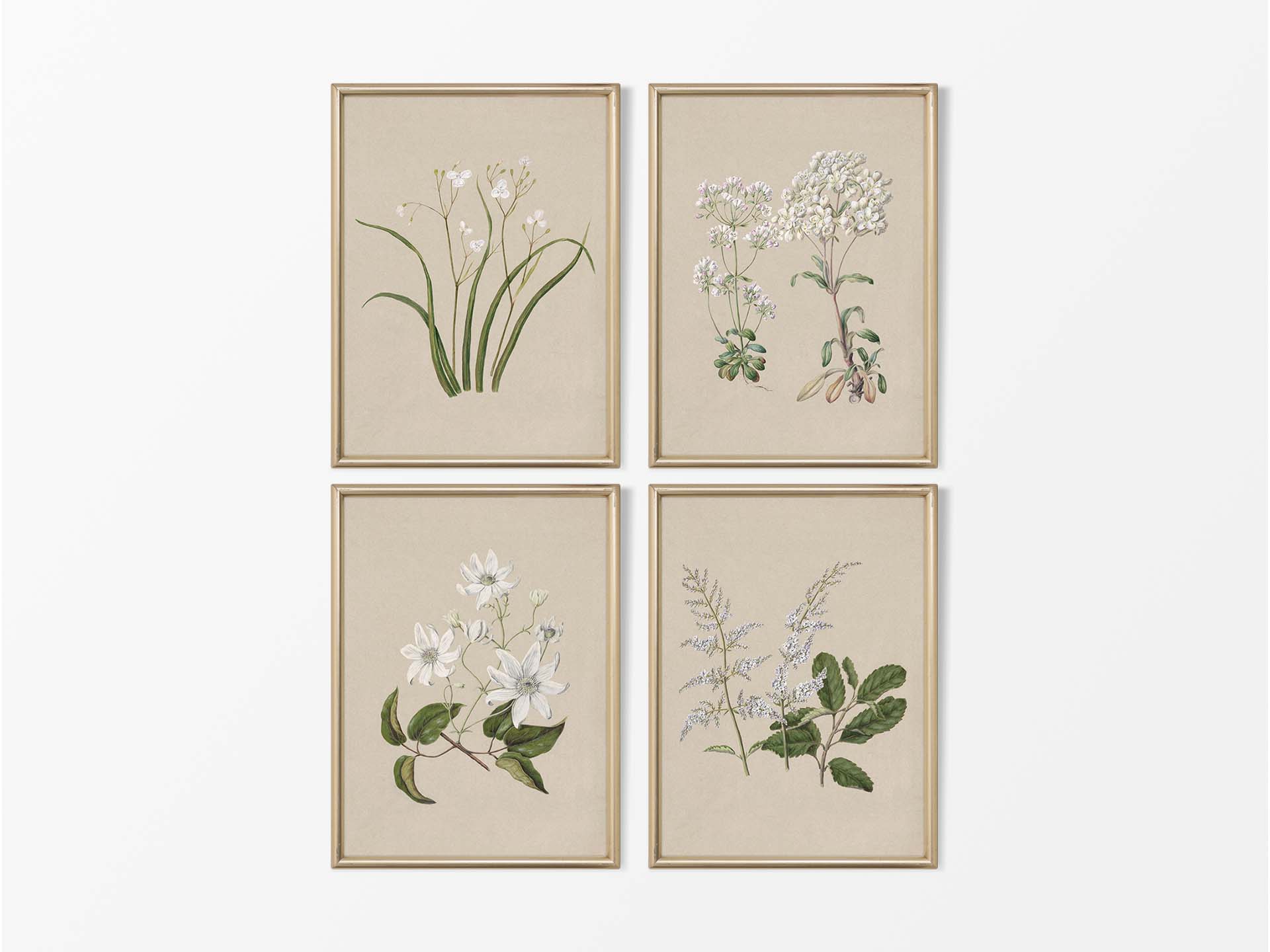Botanical Drawings V (Set of Four) Vintage Art Prints
