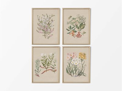 Botanical Drawings VI (Set of Four) Vintage Art Prints