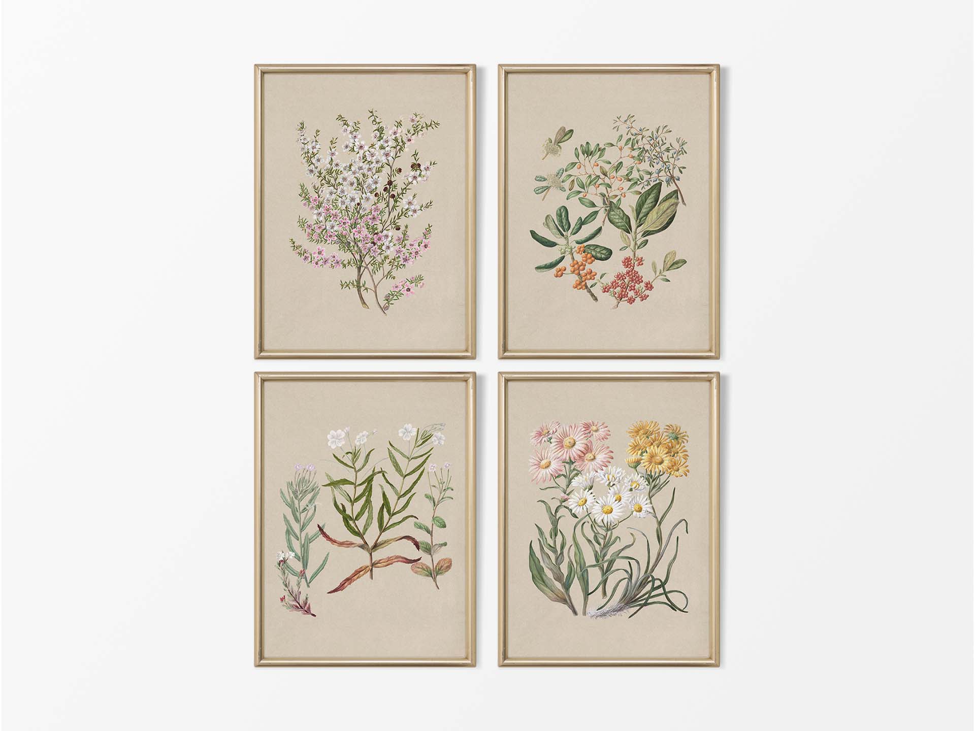 Botanical Drawings VI (Set of Four) Vintage Art Prints