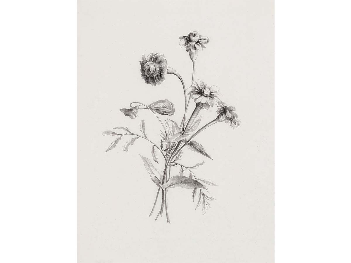 Botanical Sketch II - Trove Prints