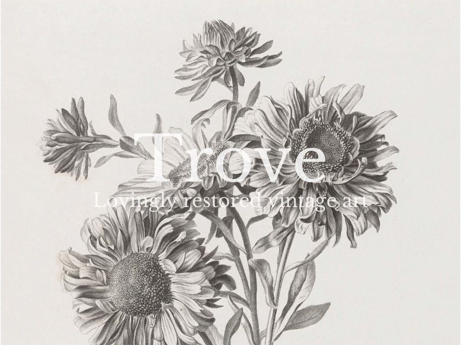 Botanical Sketch VII Vintage Art Print