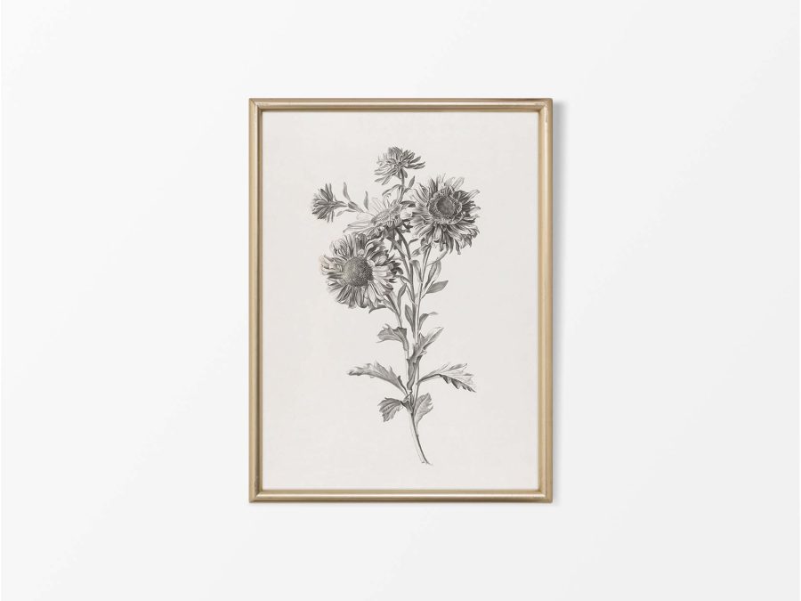 Botanical Sketch VII Vintage Art Print