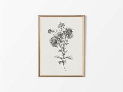 Botanical Sketch VII Vintage Wall Art Print