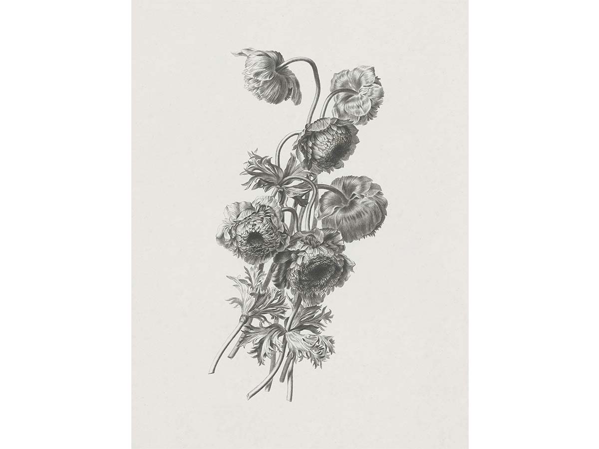Botanical Sketch VIII - Trove Prints