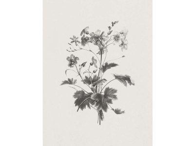 Botanical Sketch X Vintage Art Print