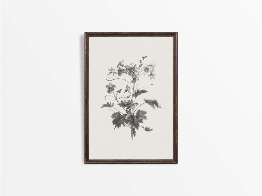 Botanical Sketch X Vintage Art Print