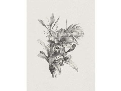 Botanical Sketch XI Vintage Art Print