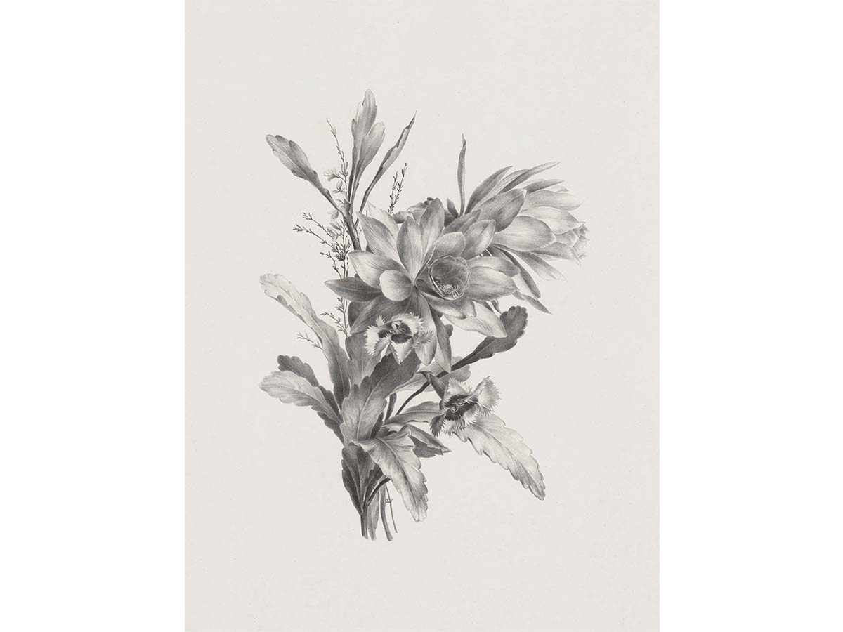 Botanical Sketch XI - Trove Prints