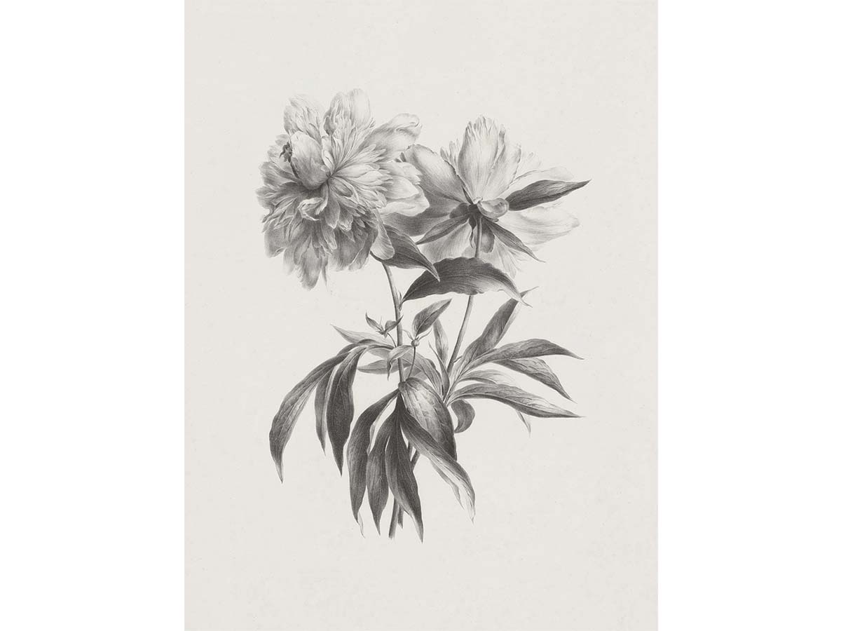 Botanical Sketch XIV - Trove Prints