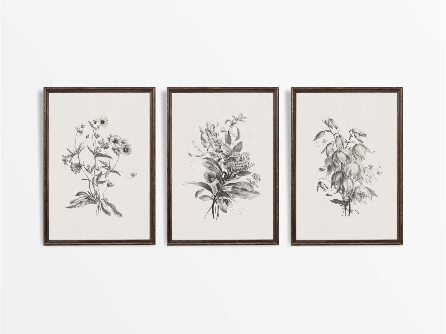Botanical Sketches II (Set of Three) Vintage Art Prints