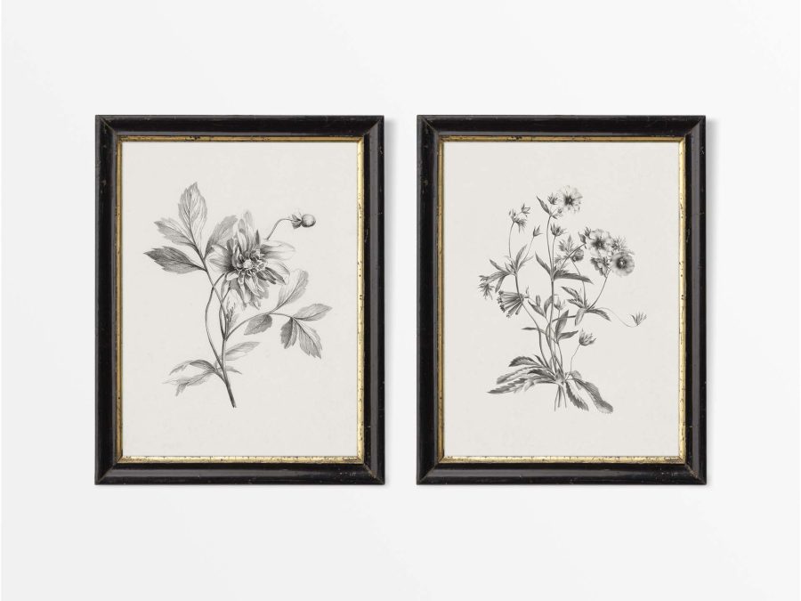 Botanical Sketches III (Set of Two) Vintage Art Prints