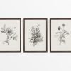 Botanical Sketches (Set of Three)
