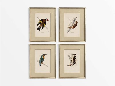 British Birds (Set of Four) Vintage Art Prints