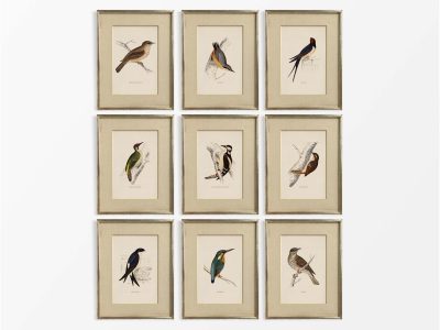 British Birds (Set of Nine) Vintage Art Prints