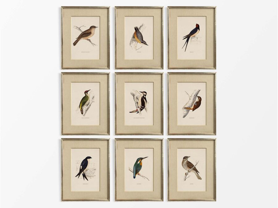 British Birds (Set of Nine) Vintage Art Prints