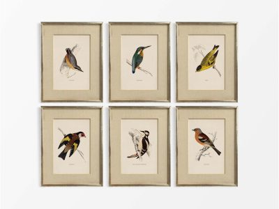 British Birds (Set of Six) Vintage Art Prints