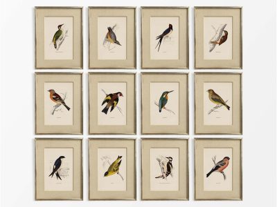 British Birds (Set of Twelve) Vintage Art Prints